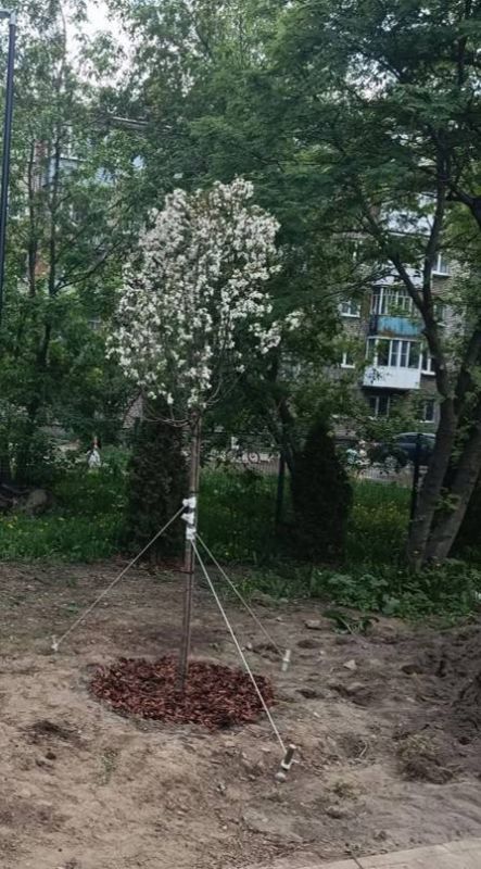 Андрей Накрошаев: Более тысячи деревьев и тысячи кустов посадили в Череповце за весенний период Андрей Накрошаев: Более тысячи деревьев и тысячи кустов посадили в Череповце за весенний период
