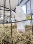 Снежок — так зовут новорождённого телёнка в племенном конном заводе «Вологодский»