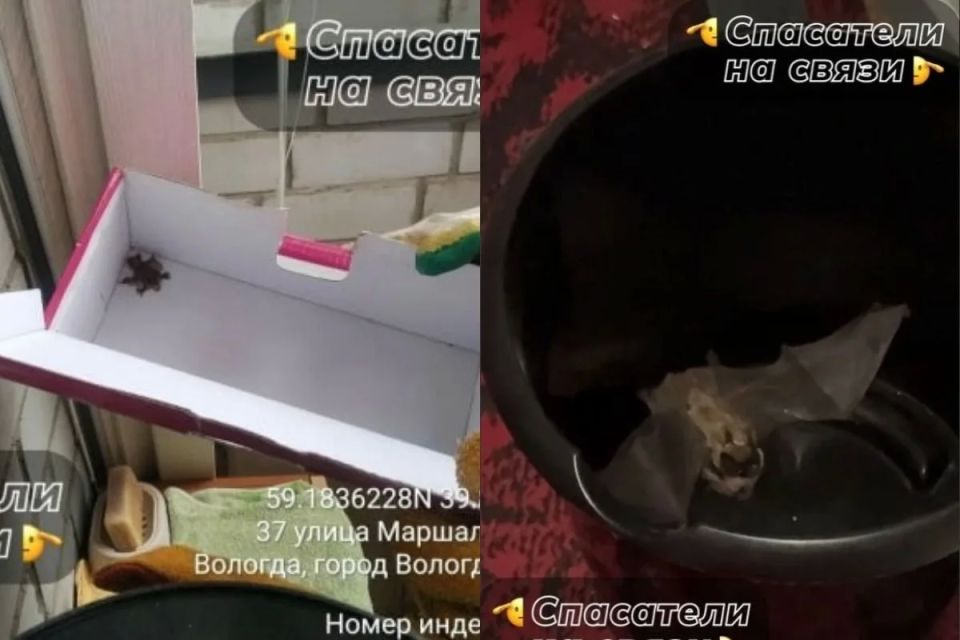 В Вологде летучая мышь родила детёныша на балконе и улетела