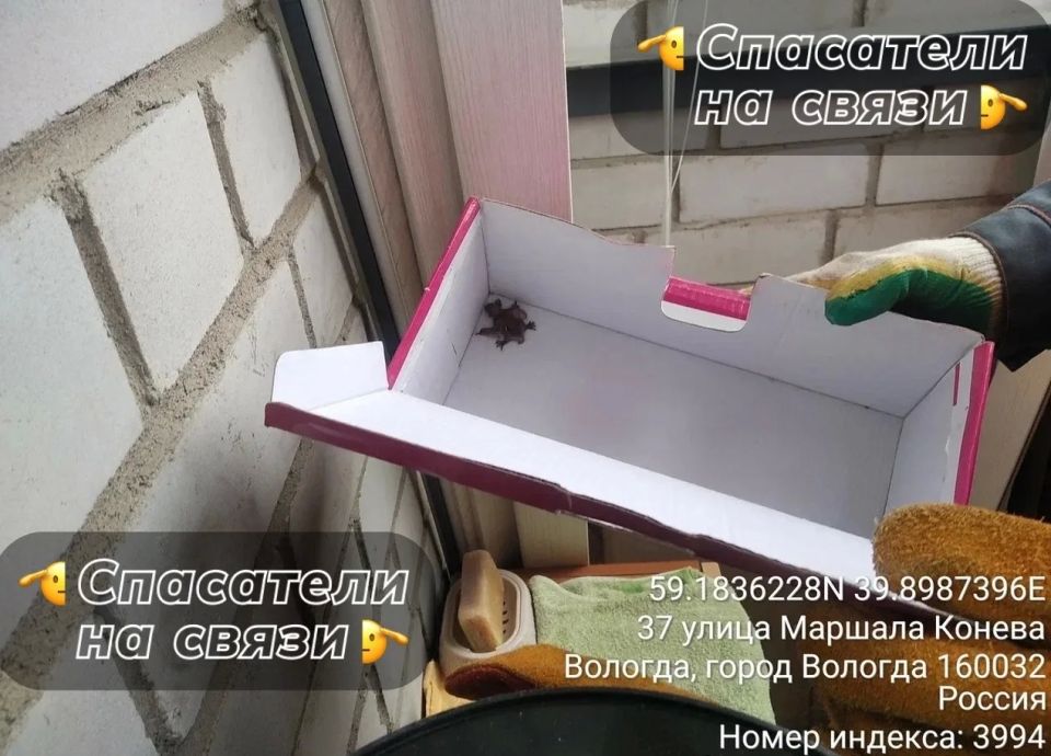 Летучая мышь превратила балкон вологжанки в роддом Летучая мышь превратила балкон вологжанки в роддом