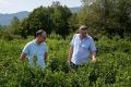 Чаеводы Туапсинского округа делают шаг к возрождению чайных плантаций