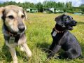 ВЕСТИ35.РФ не могут пройти мимо очаровательных хвостиков даже на важных съёмках