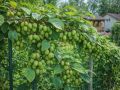 Северная актинидия: ягодная альтернативы киви для суровых климатов
