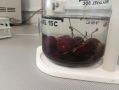 Насколько безопасны ягоды на прилавках магазинов Забайкалья?