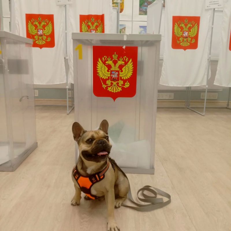 2 июля - Международный день собак 2 июля - Международный день собак