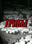 Выращивание грибов дома: советы и рекомендации