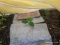 Секреты успешного выращивания ранних огурцов в теплице