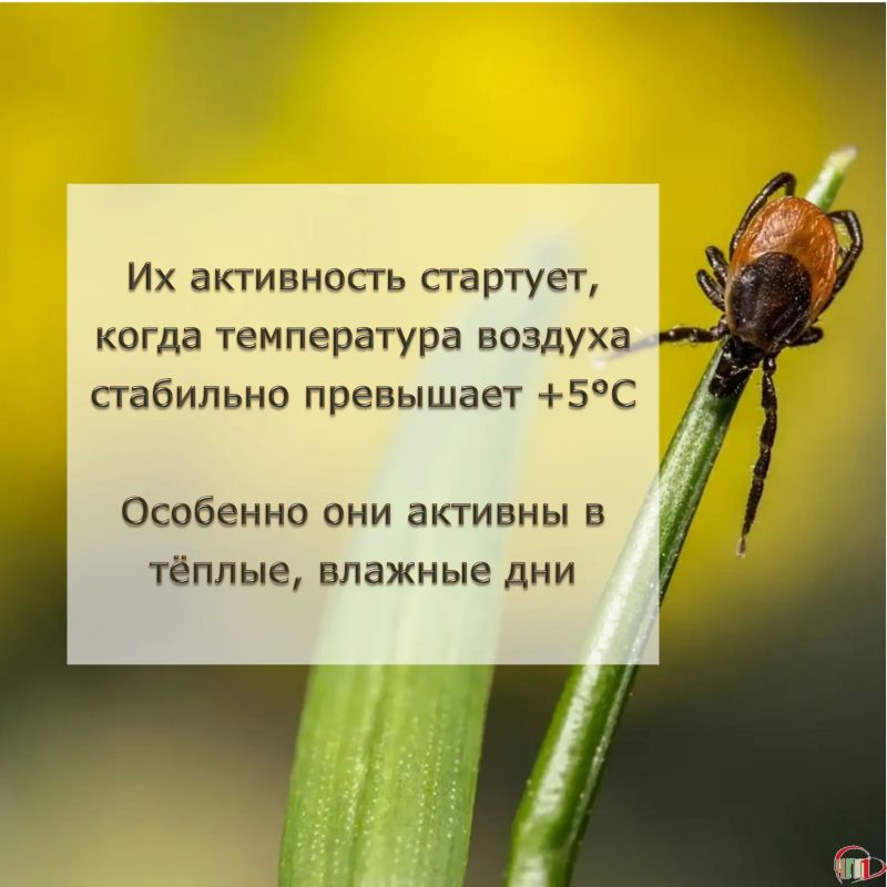 В чем и где лучше гулять, чтобы не «нагулять» клеща В чем и где лучше гулять, чтобы не «нагулять» клеща