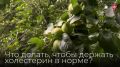 Холестерин: главный враг или незаменимый помощник? Разбираемся с фельдшером из Вологодской ЦРБ