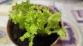 Выращивание листового салата в горшках: свежесть и вкус всего за месяц