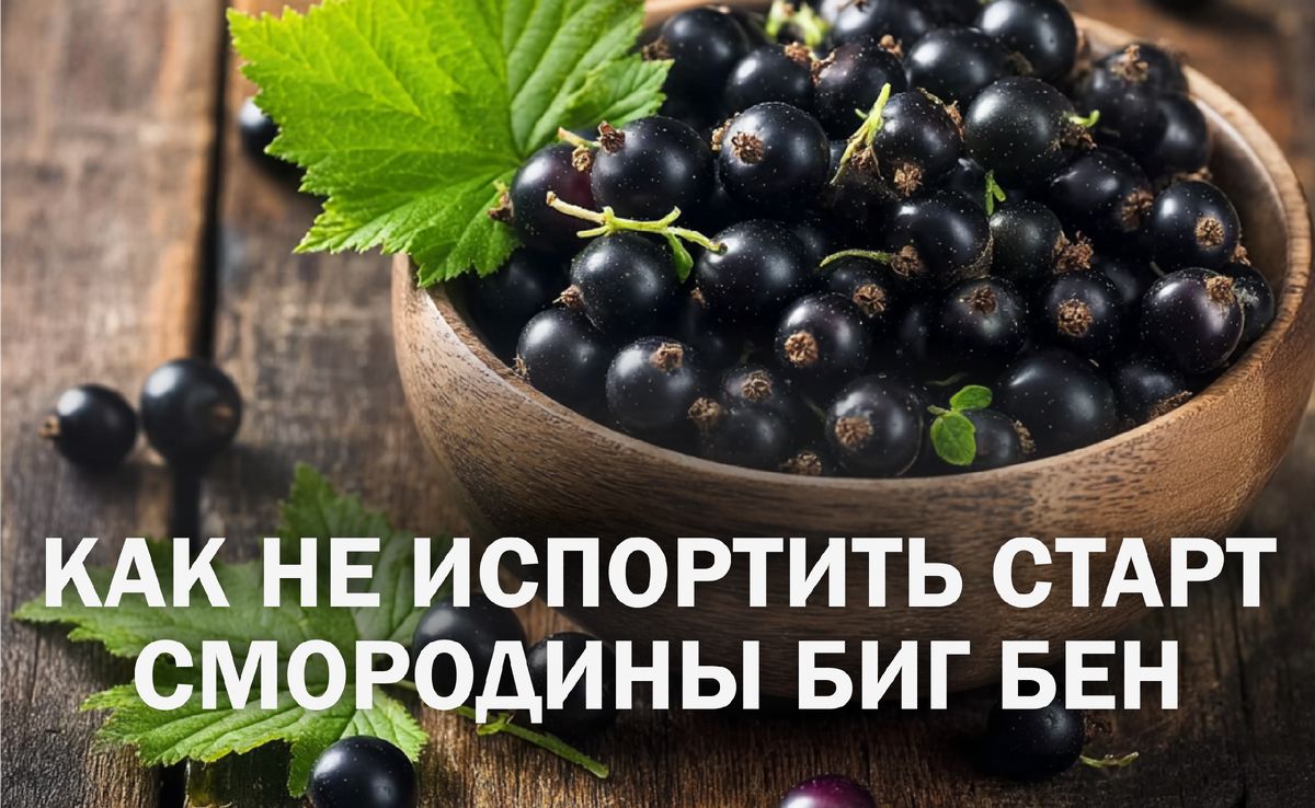 Как правильно посадить черную смородину Биг Бен: советы для начинающих садоводов