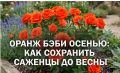 Как успешно посадить розу Мандарин осенью и сохранить саженцы до весны