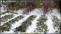 Как правильно укрыть клубнику на зиму: основные ошибки и полезные советы