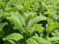 Как вырастить мяту круглый год на вашем подоконнике