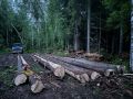 В Вологодской области полицейские раскрыли незаконную рубку лесных насаждений