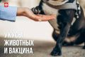 В весенне-летний период в травматологический пункт Областной детской больницы № 2 обратились 150 несовершеннолетних пациентов с повреждениями, полученными при контакте с животными