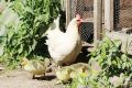 Под Вытегрой курица высидела гусят и воспитывает их как своих цыплят