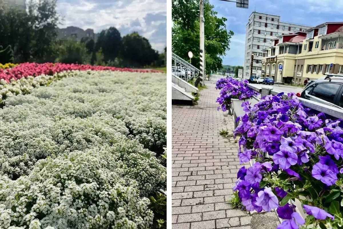 В Череповце этим летом высажено свыше 400 тысяч цветов — бегонии, петунии, лилейники и новинки