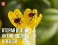 Вторая волна активности клещей: эпидемиологи напоминают о правилах безопасности