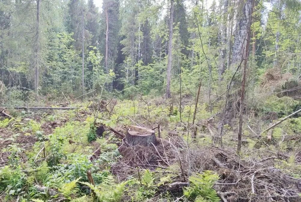 В Вологодской области по материалам прокурорской проверки возбуждено уголовное дело о незаконной рубке леса в особо крупном размере