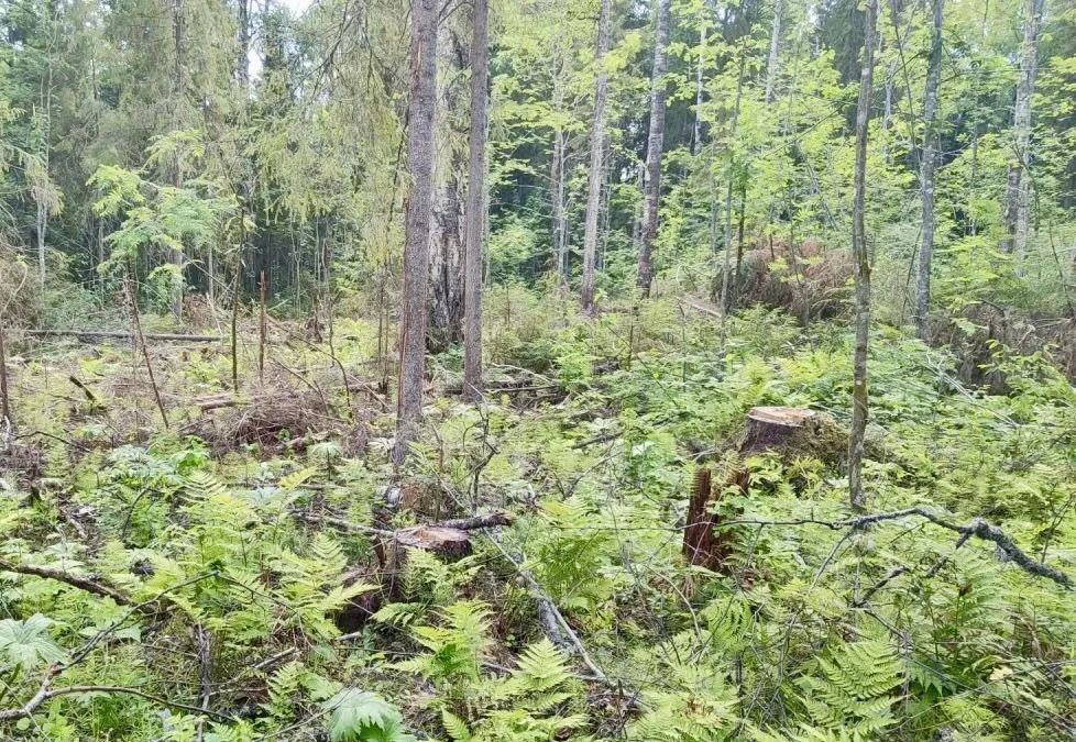 В Вологодской области по материалам прокурорской проверки возбуждено уголовное дело о незаконной рубке леса в особо крупном размере В Вологодской области по материалам прокурорской проверки возбуждено уголовное дело о незаконной рубке леса в особо крупном размере