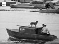 #архив_ТАСС_Северо_Запад. Моторная лодка на Рыбинском водохранилище