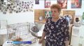Дом для животных: очаровательные котята ищут хозяев среди вологжан