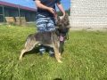 Служебная овчарка Царь ищет новых хозяев