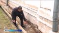 Воскресенский собор начали реставрировать в Череповце