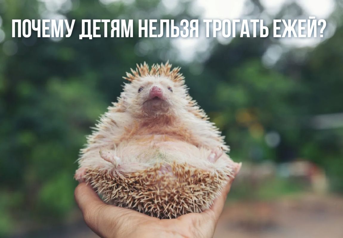 Осторожно: ежи могут быть переносчиками бешенства!