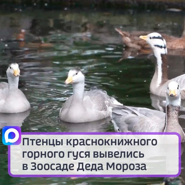 Птенцы краснокнижного горного гуся вывелись в Зоосаде Деда Мороза