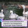 Птенцы краснокнижного горного гуся вывелись в Зоосаде Деда Мороза