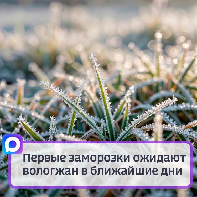 Первые заморозки ожидают вологжан в ближайшие дни