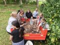 Учебная неделя в Талицкой школе Кирилловского округа завершилась уборкой картофеля на пришкольном участке