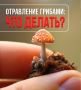Отравление грибами: что делать?