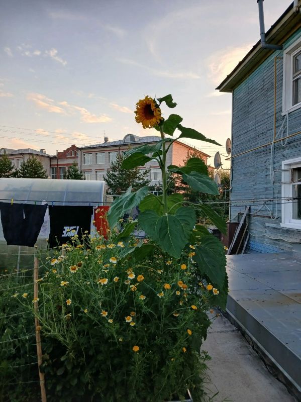 На огороде устьянки Любови Машининой вырос необычно крупный подсолнух На огороде устьянки Любови Машининой вырос необычно крупный подсолнух