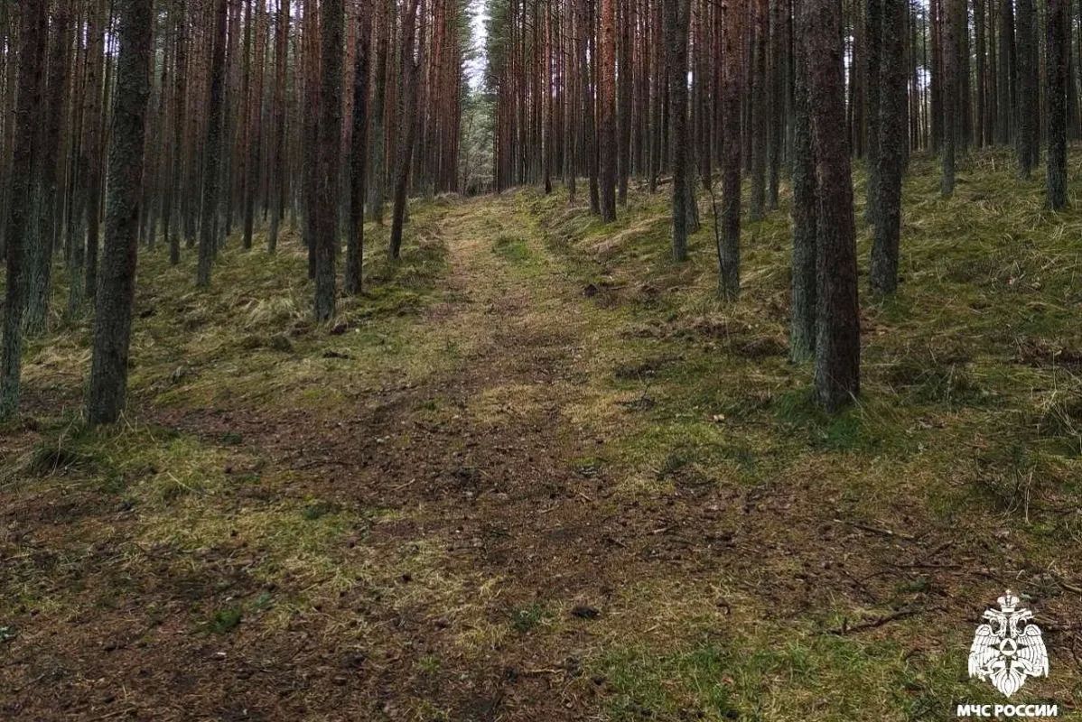 В Вологодской области нашли двух грибников, которым пришлось ночевать в лесу