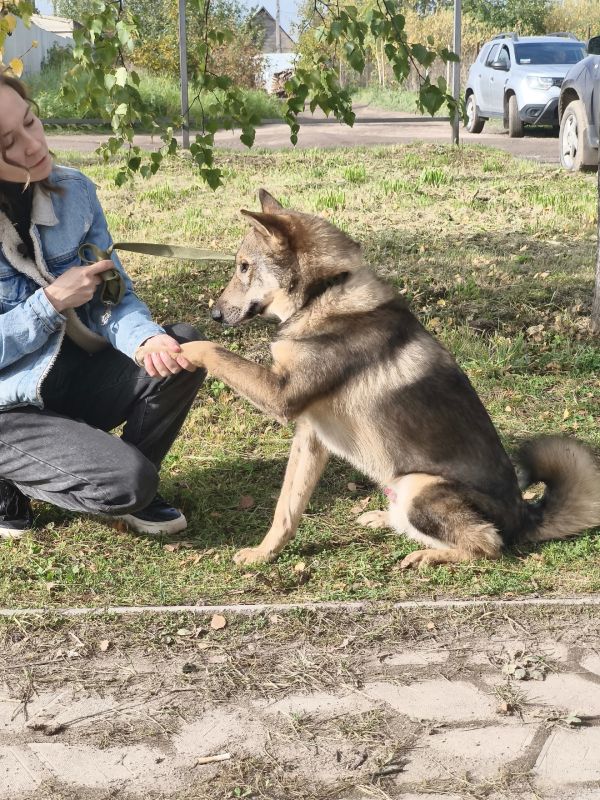 Чарлик и Эльбрус стали новыми героями нашей совместной с ОЗЖ «ВЕЛЕС» рубрики «Дом для животных» Чарлик и Эльбрус стали новыми героями нашей совместной с ОЗЖ «ВЕЛЕС» рубрики «Дом для животных»