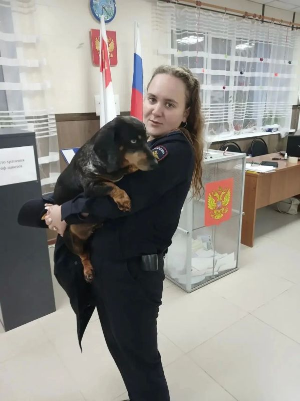 Четвероногие любимцы помогали своим хозяевам определиться с выбором Четвероногие любимцы помогали своим хозяевам определиться с выбором