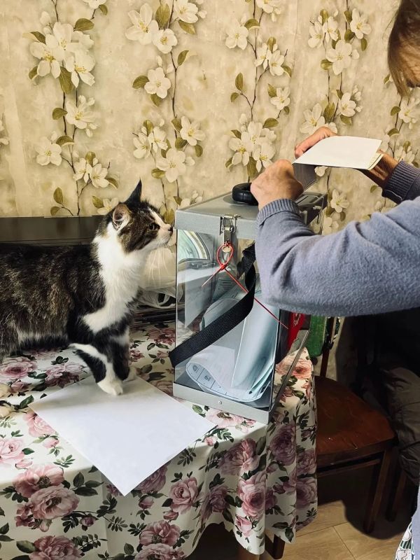 Четвероногие любимцы помогали своим хозяевам определиться с выбором Четвероногие любимцы помогали своим хозяевам определиться с выбором