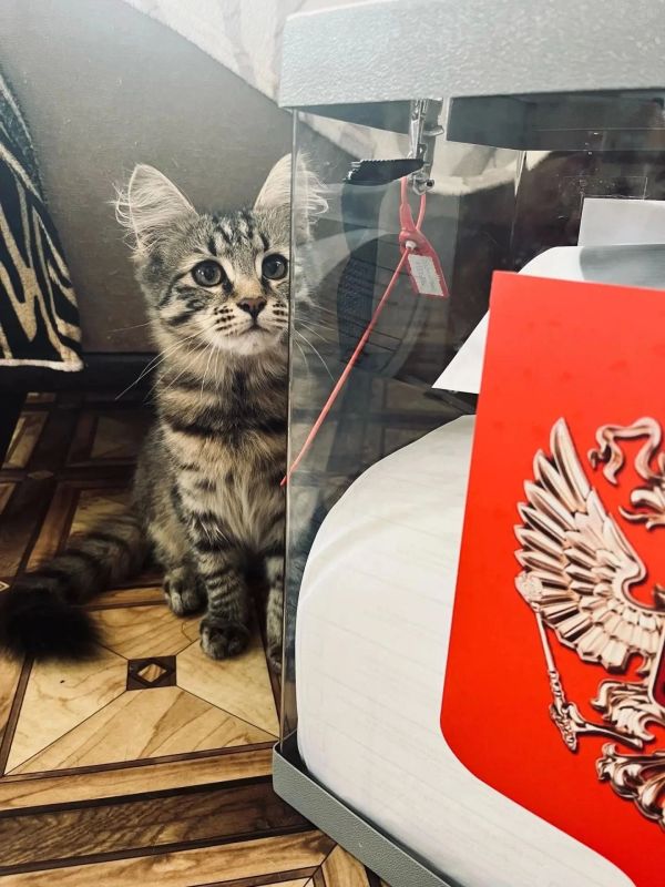 Четвероногие любимцы помогали своим хозяевам определиться с выбором Четвероногие любимцы помогали своим хозяевам определиться с выбором