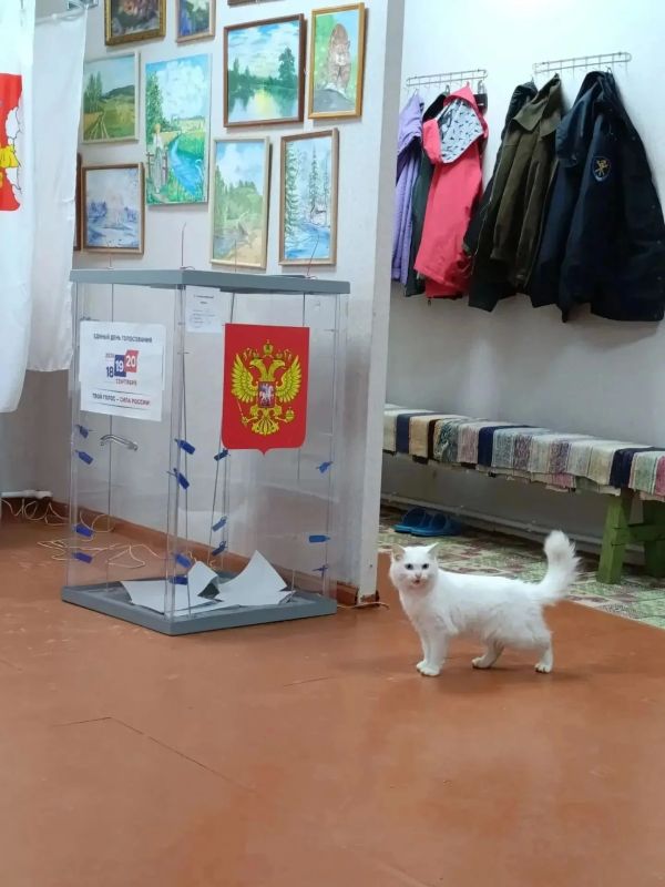 Четвероногие любимцы помогали своим хозяевам определиться с выбором Четвероногие любимцы помогали своим хозяевам определиться с выбором