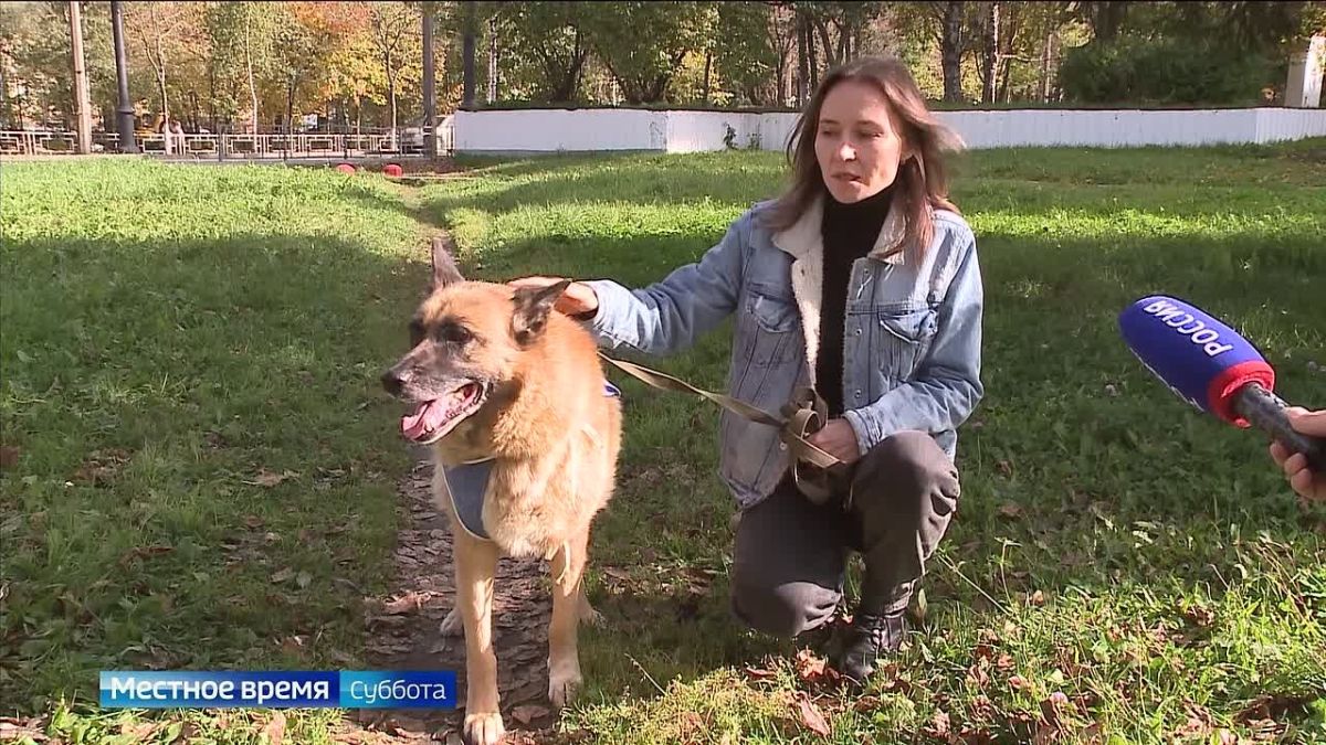 Вологжане помогают брошенным животным отыскать любящих хозяев