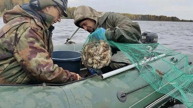 На Вологодчине впервые начали промышленный вылов речных раков