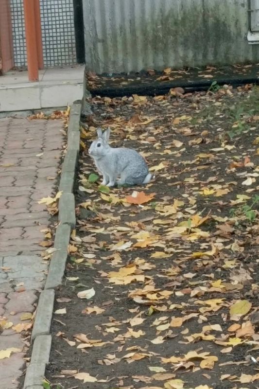 На улице Козлёнской в Вологде обнаружен… кролик