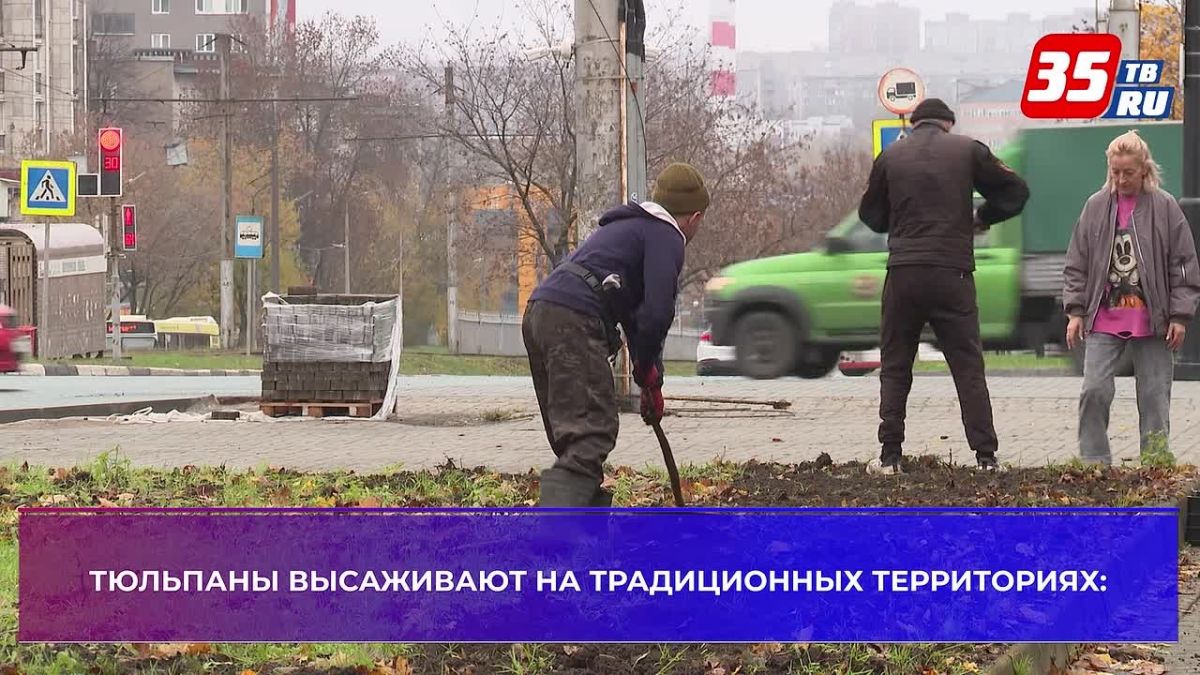 Семьдесят тысяч тюльпанов высаживают на городских клумбах в Череповце