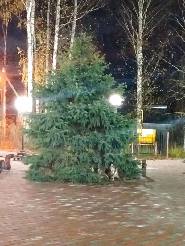 Голубая ель украсила площадь в Суде Голубая ель украсила площадь в Суде