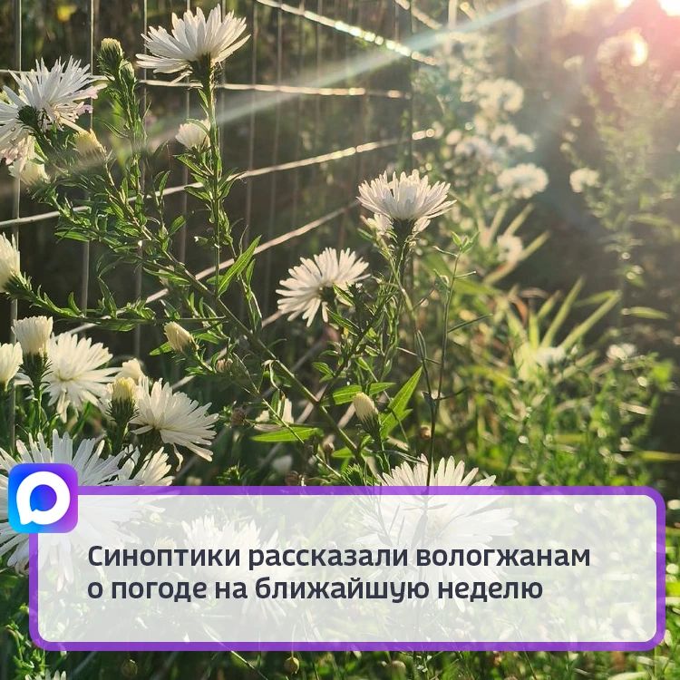 Сибирский антициклон продолжает определять погодные условия в Вологодской области